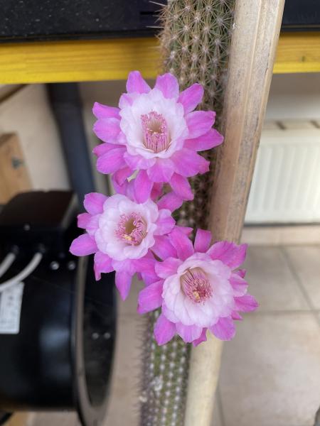 Cleistocactus horstii